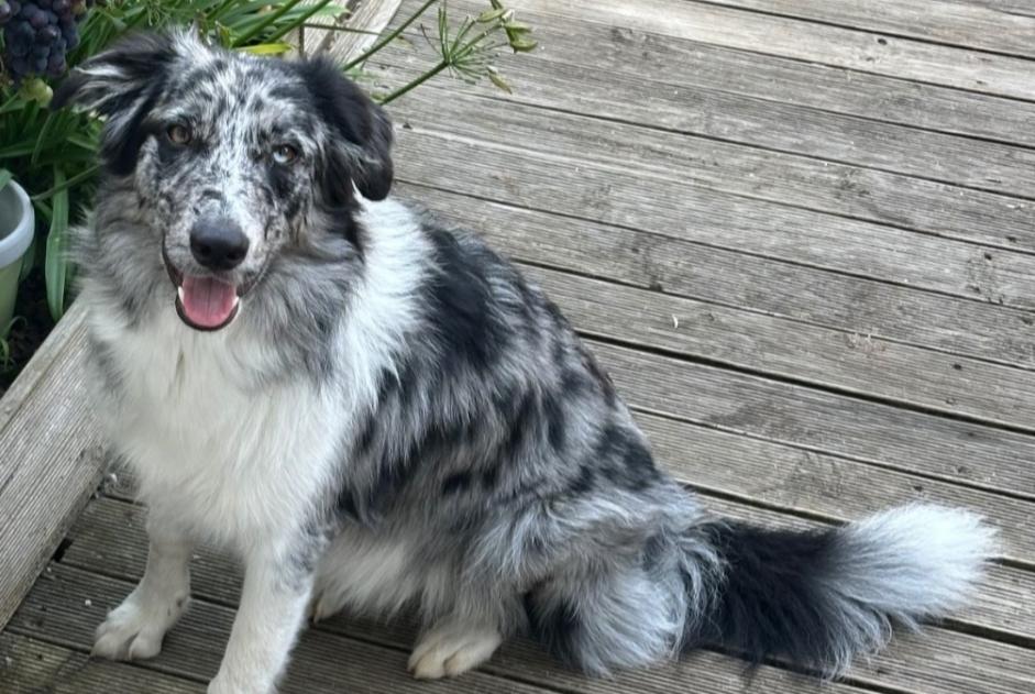 Vermisstmeldung Hund  Weiblich , 1 jahre Hourtin Frankreich