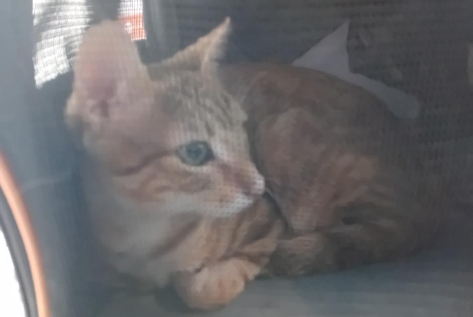 Fundmeldung Katze Männliche Lyon Frankreich