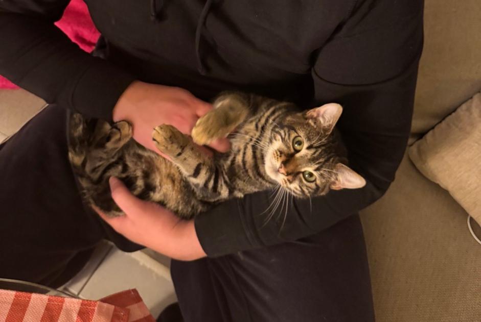 Disappearance alert Cat Male , 1 years Bordeaux France