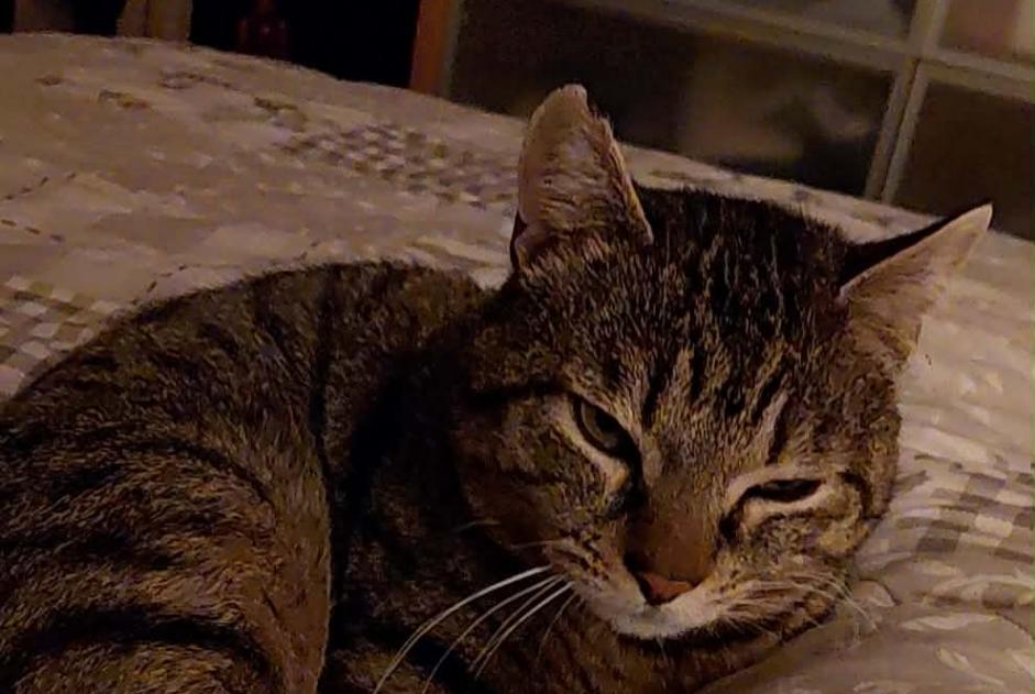 Alerta de Desaparición Gato Macho , 3 años Alata Francia Alerta de Desaparición Gato Macho , 3 años Alata Francia