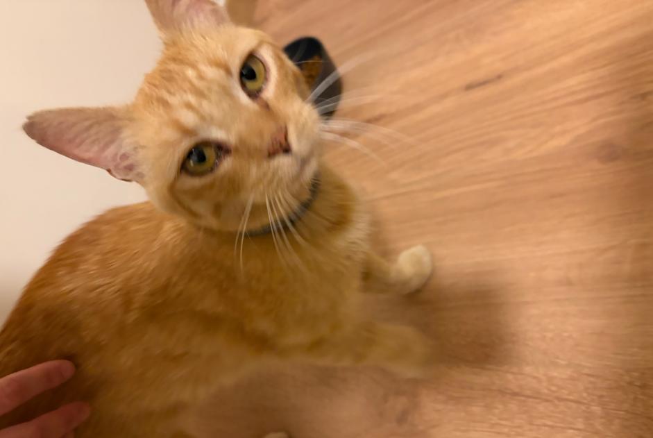 Alerta de Hallazgo Gato Macho Mérignac Francia