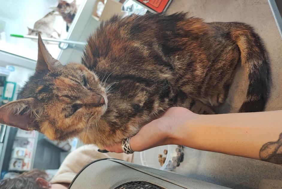 Alerta de Hallazgo Gato Hembra Sceaux Francia Alerta de Hallazgo Gato Hembra Sceaux Francia