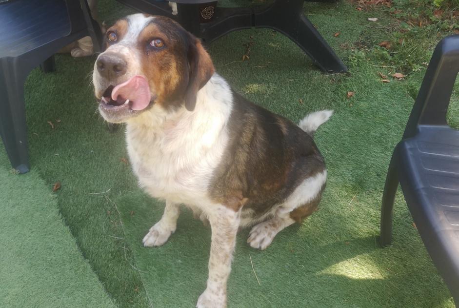Alerta de Hallazgo Perro cruce Hembra Courpiac Francia