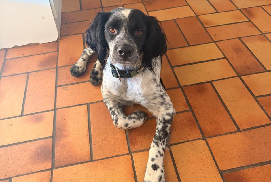 Alerta de Hallazgo Perro  Macho , 1 año Saint-Estève Francia