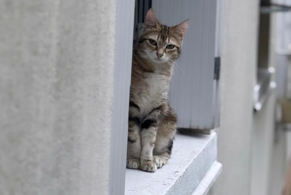 Alerte Disparition Chat Femelle , 1 ans Bordeaux France