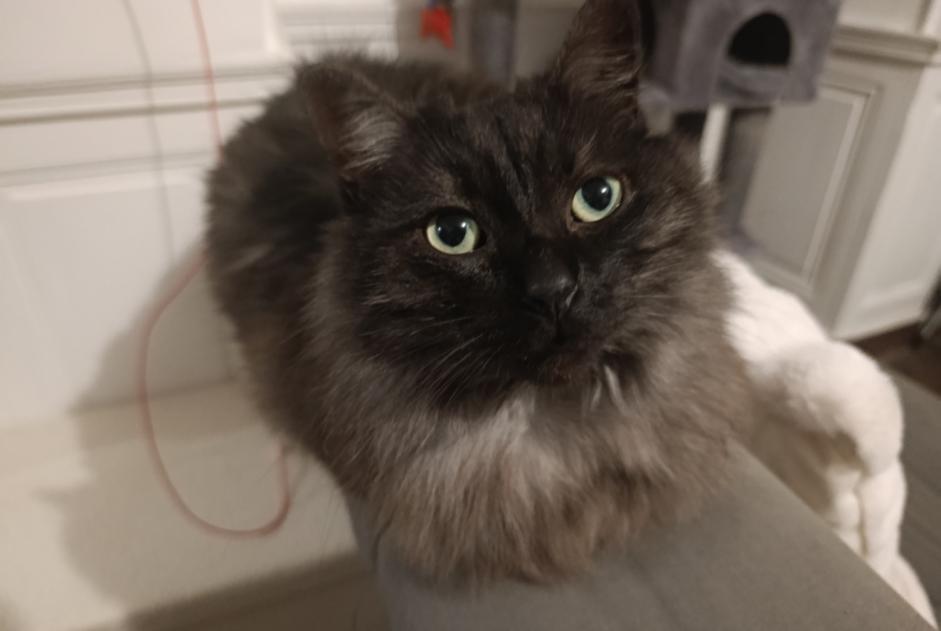 Alerte Disparition Chat croisement Mâle , 6 ans Moisdon-la-Rivière France