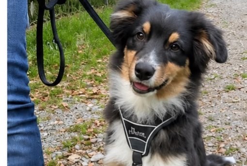 Alerte Disparition Chien Mâle , 0 ans Charmont-sous-Barbuise France Alerte Disparition Chien Mâle , 0 ans Charmont-sous-Barbuise France