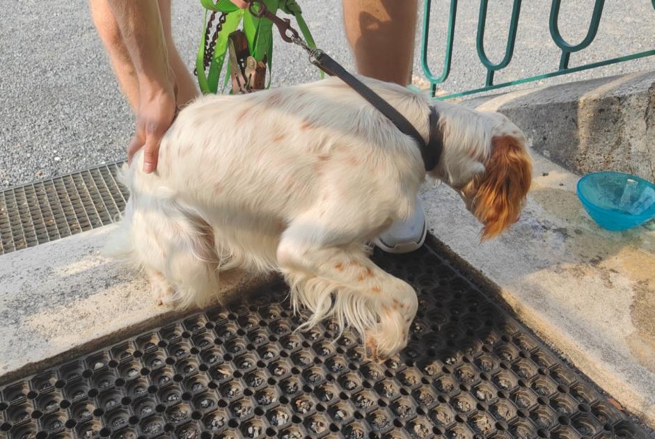 Alerte Découverte Chien  Inconnu Pompignac France
