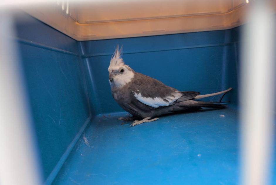 Alerte Découverte Oiseau Inconnu Bruyères-le-Châtel France Alerte Découverte Oiseau Inconnu Bruyères-le-Châtel France