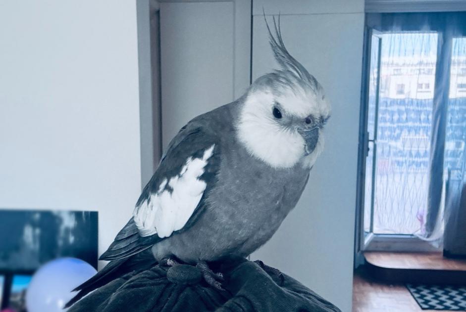 Alerte Découverte Oiseau Inconnu Paris France