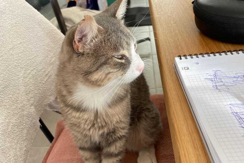 Avviso scomparsa Gatto Maschio , 2 anni Laval Francia Avviso scomparsa Gatto Maschio , 2 anni Laval Francia