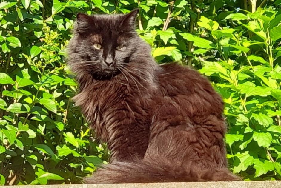 Verdwijningsalarm Kat Mannetje , 8 jaar Eysines Frankrijk