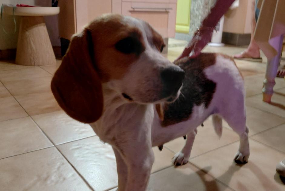 Alerta descoberta Cão  Fêmea Vauvert France
