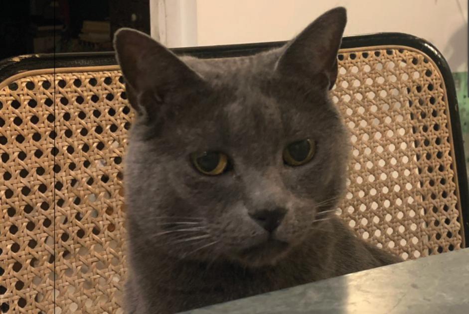 Alerta desaparecimento Gato  Macho , 10 anos Bordeaux France