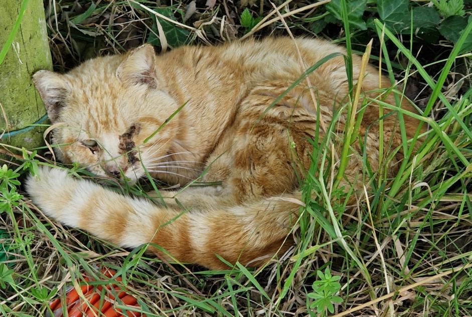 Alerta descoberta Gato Desconhecido Montreuil-sur-Ille France
